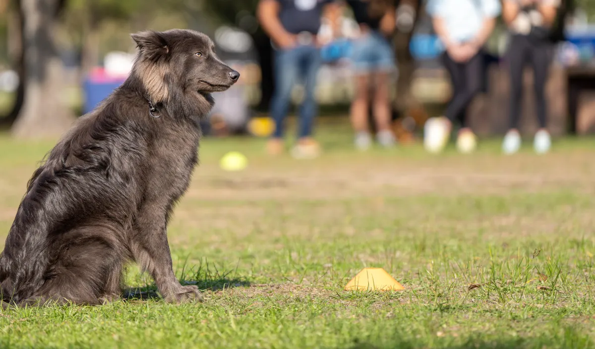 A calm dog sitting attentively during a K9 Professor group training session in a Houston park