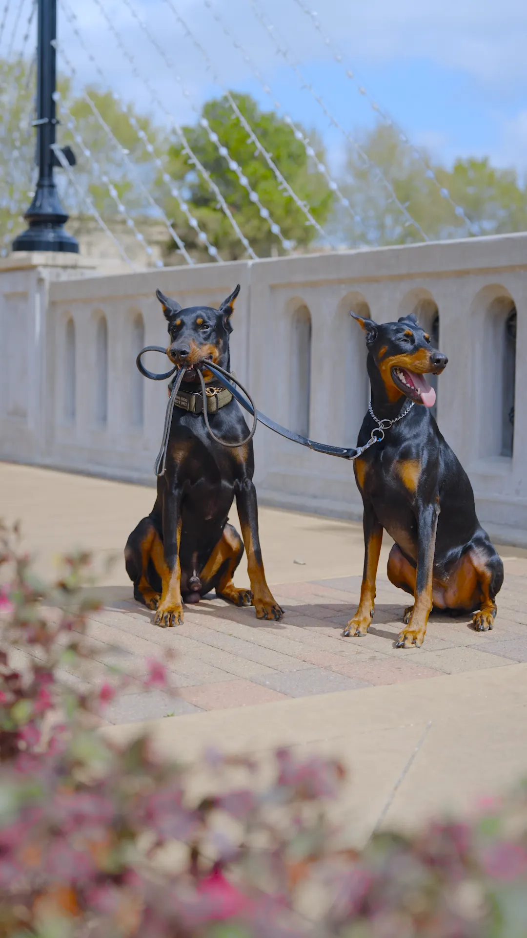 Two Dobermans holding a calm sit in a busy public plaza during training