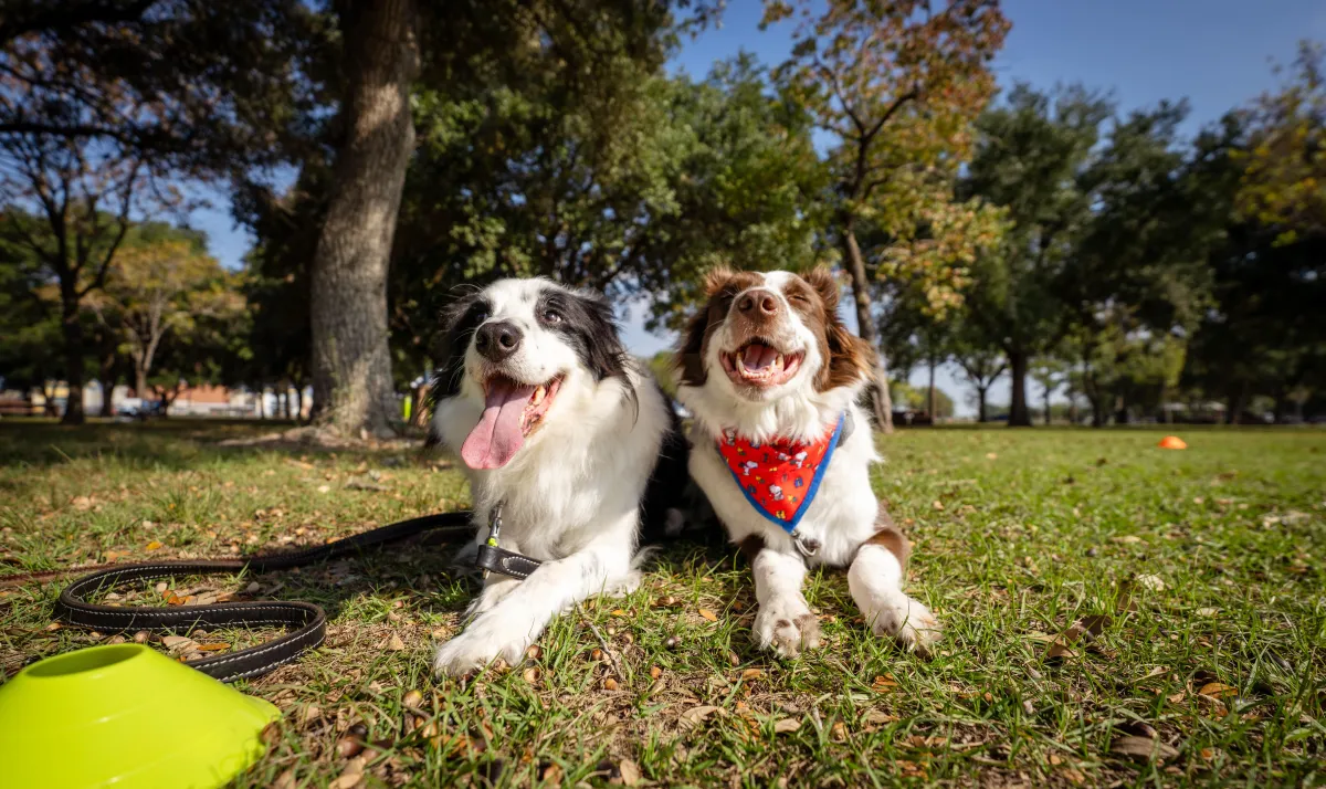 Two happy, relaxed dogs lying in the grass after training