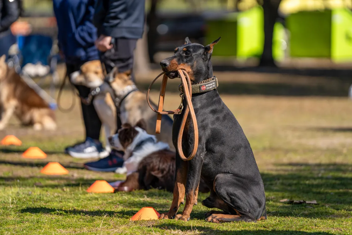 Doberman holding its leash in a calm sit during a K9 Professor training session