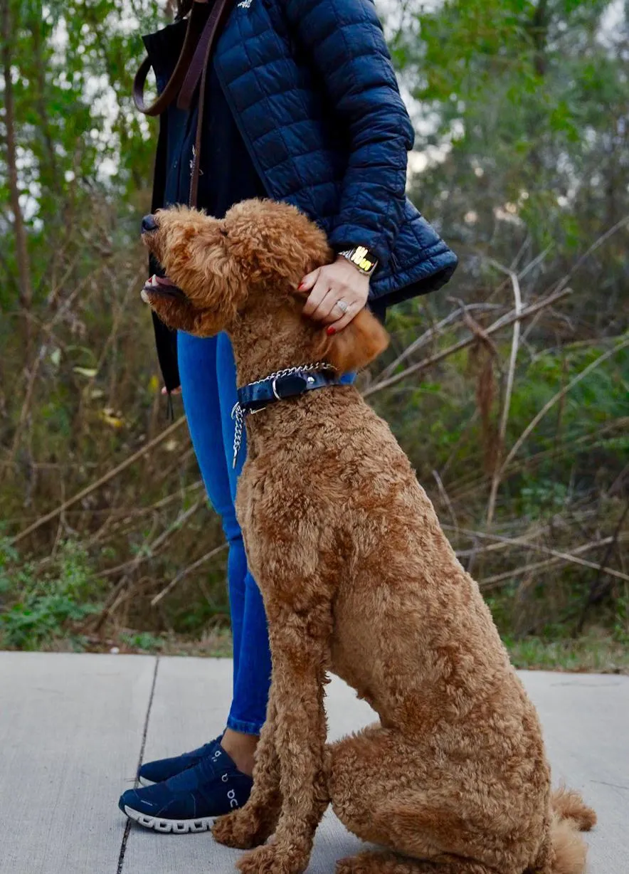 Calm goldendoodle sitting attentively beside its owner after training